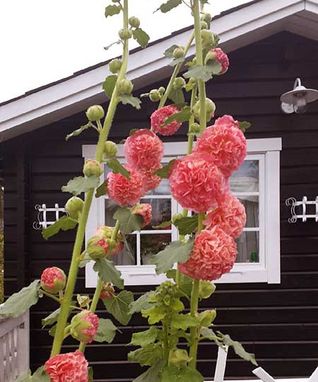 bild1web