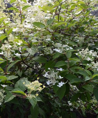 21_hortensia_35
